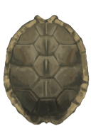 Sharpened Turtle Shell Shield