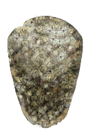 Kite of Shells