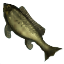 Rock Bass