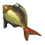 Bluegill