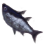 Giant Guppie