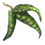 Pea Leaves