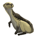 Mongoose