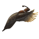 Crescent Top