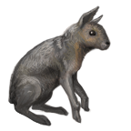 Prairie Hare
