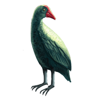 Female Peacock