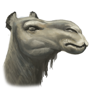 Desert Camel