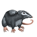 Giant Coonrat
