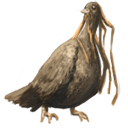 Elder Turkey