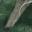 Anteater Nose