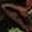 Rotten Flesh Ear