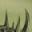 Dillo Spikes