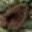 Dillo Ear