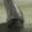 Mountain Hoof