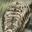 Ant Lion Carapace