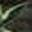 Goblin Ear