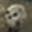 Orcish Skull