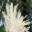 White Bird Crown