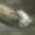 White Runt Tail