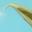 Claw Wing
