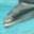 Dolphin Jaw