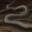Snake's Whip Tail