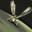 Winged Serpent Tick