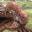 Giant Pincer
