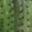 Cactus Skin