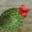 Cactus Bloom