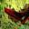 Toucan Tail Feathers