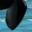 Orca Flipper