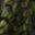 Leafskin