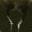 Cave Spider Fangs
