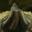 Stalagmite Eggsac