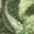Lizard Horn