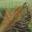 Squirrel Tail
