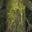 Treant Beard