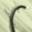 Spiny Tendril