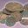 Sea Coins