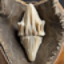 Serpent Tooth