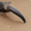 Iron Claw