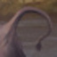 Angler Dangler