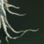 Serpent Tendrils