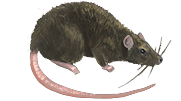 Sewer Rat