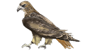 Hawk