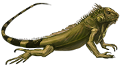 Iguana