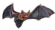 Bat