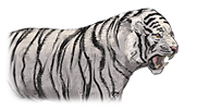 Siberian Tiger