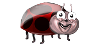 Ladybug